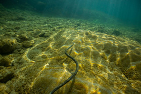 Komarnica underwater: a cold kaleidoscope full of life
